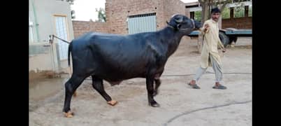 Qurbani