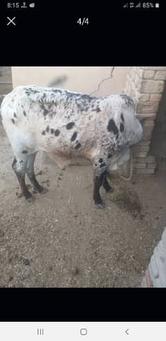 bachra bull