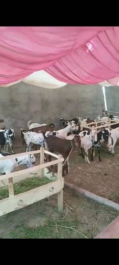 Bakray For Sale Qurbani 2025
