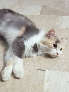 Persian cat single Cort (cross)