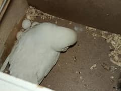 Albino