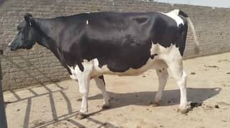 Cow for sale on qurbani