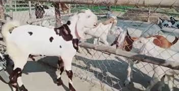 rajanpuri qurbani ke liye Bakra for sale. 03378344583