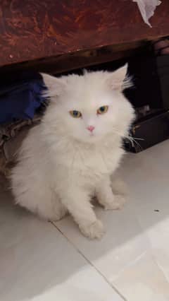 Cat Persian long hair breed male