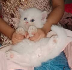 Persian Cats Age 40 days .