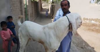 Rajanpuri Bakra For Sale CALL,+03704815729