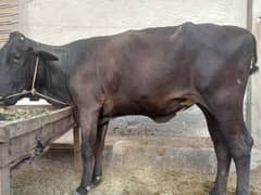 5 mond cow for sale