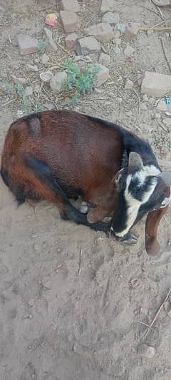 Bakra