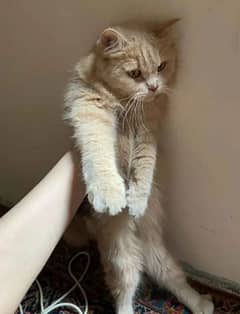 persian