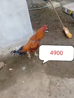 ASEEL MURGA . aseel chicks and Desi hens for sale