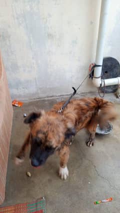 mix breed dog healthy and active