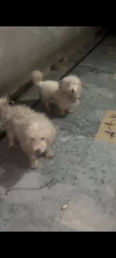 For sale in Chur Rwp.