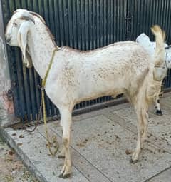 Goat | Sheep | Bakra | Qurbani