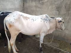 veri for sale