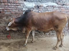 wacha for sale 0300 6109886