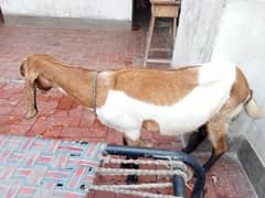 Bakri available
