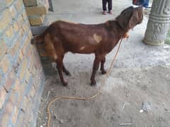بکرا فار سیل عمر 9 ماہ