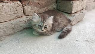 persion kitten available price 10k per kitten