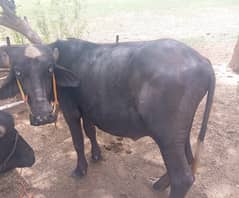 buffalo