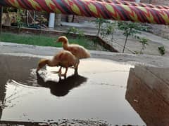 Ducklings for Sale age 1 Month . . healthy and Active
