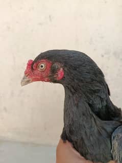 Aseel Murgi