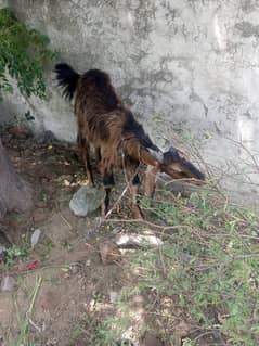 Qurbani goats for sale