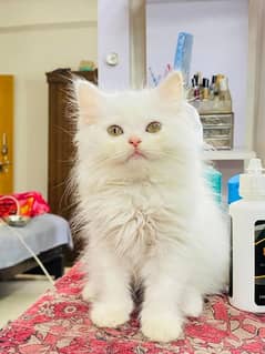 Persian