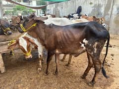 cow bachra bachri