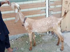 Goat fresh 6 dant