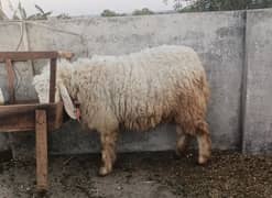 BEST FOR QURBANI