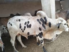EID da janwar