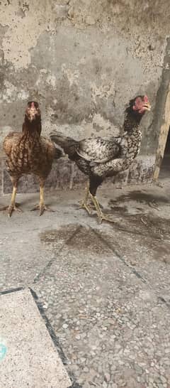 2 hens.  03452247099