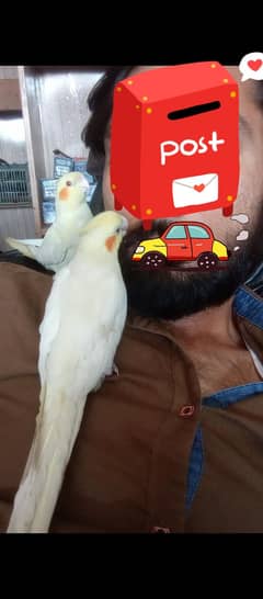 cocktail hand tame