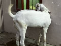 Gulabi Andoo Bakra