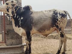 Qurbani KY janwar 03057774334
