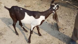 2 dant bkra for sale