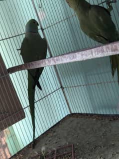 Green Ringneck Pair