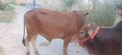 Sahiwali Bachra | Bachra | Bull  | Mix Sahiwali breed | Qurbany Janwar