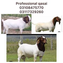 Professional qasai