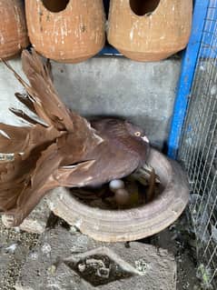 Red American fantail breeder pair for sale fancy pigeons healthy