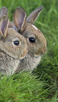 pair of rabbit