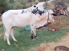 Qurbani ka bail