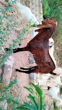 Qurbani Goat /makhi cheeni /bakra /| بکرا /Desi Goat /Qurbani 2025