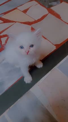 Persian cat baby home breed beautiful baby MashaAllAh