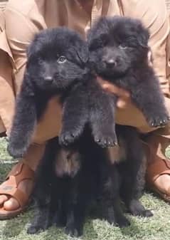 Black German Shepherd Pair / German Shepherd Long Coat Puppies