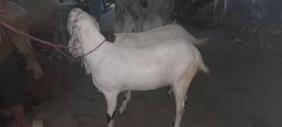 bakary