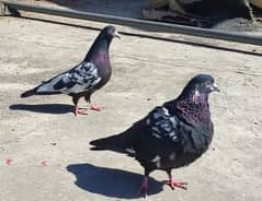 Best quality pigeons for sale