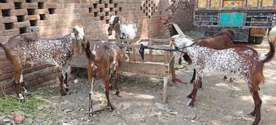 Qurbani