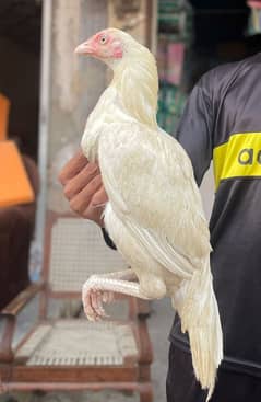 heera