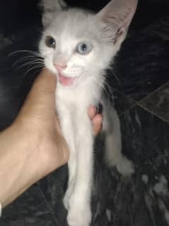Persian Cat | | Cat for sale